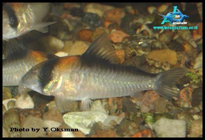 www.israquarium.co.il